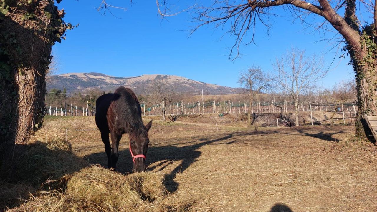 La Caneveta Al Piave Valdobbiadene Luaran gambar