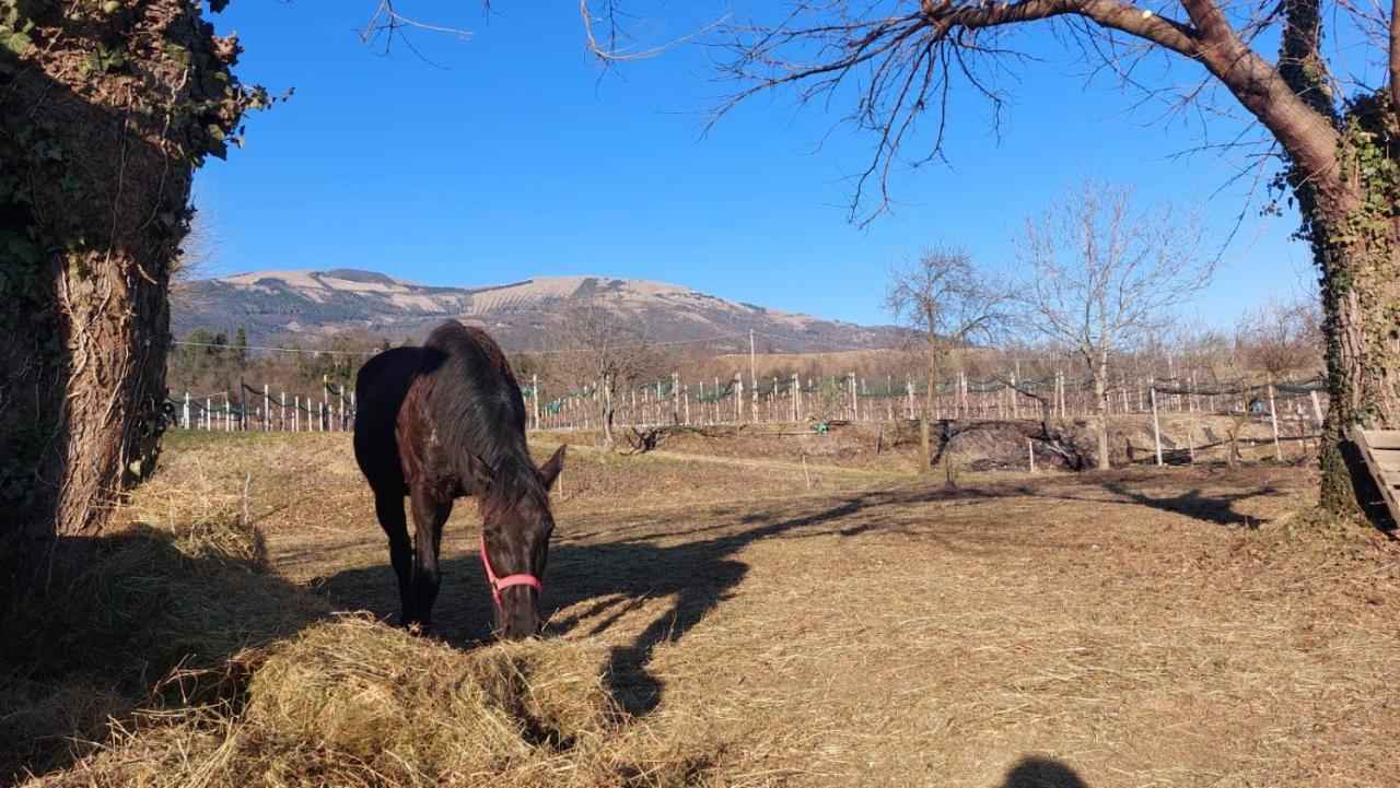 La Caneveta Al Piave Villa Valdobbiadene Luaran gambar